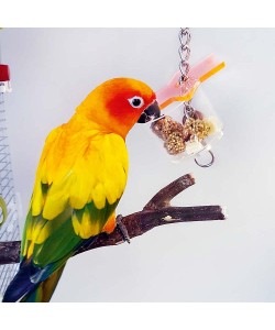 Super Star Parrot Foraging Toy